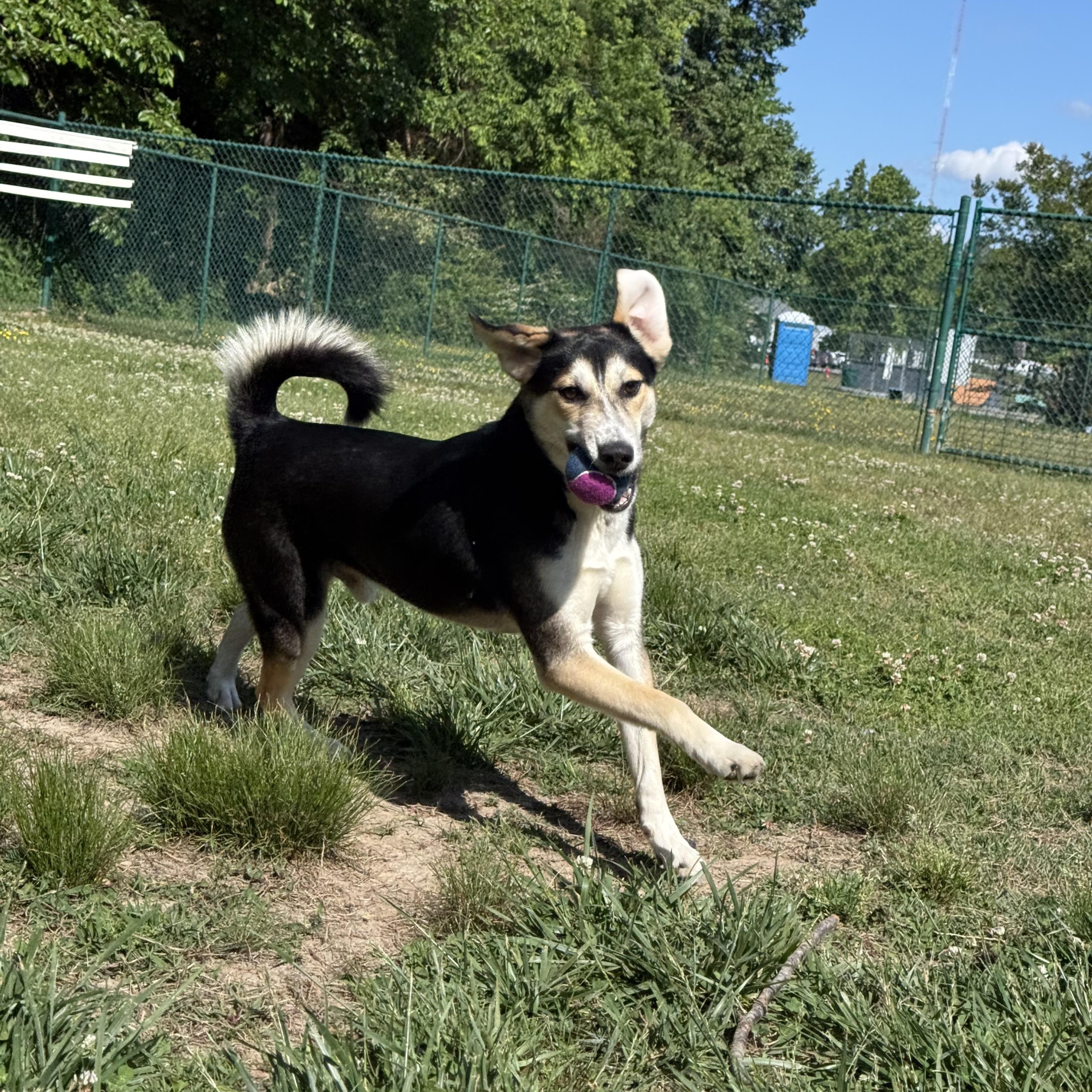 Theodore (Theo), a Adoptable mixed breed in Saluda, VA image 2/3
