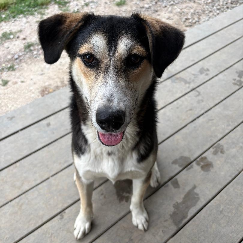 Theodore (Theo), Adoptable, Young Male Husky & German Shepherd Dog.