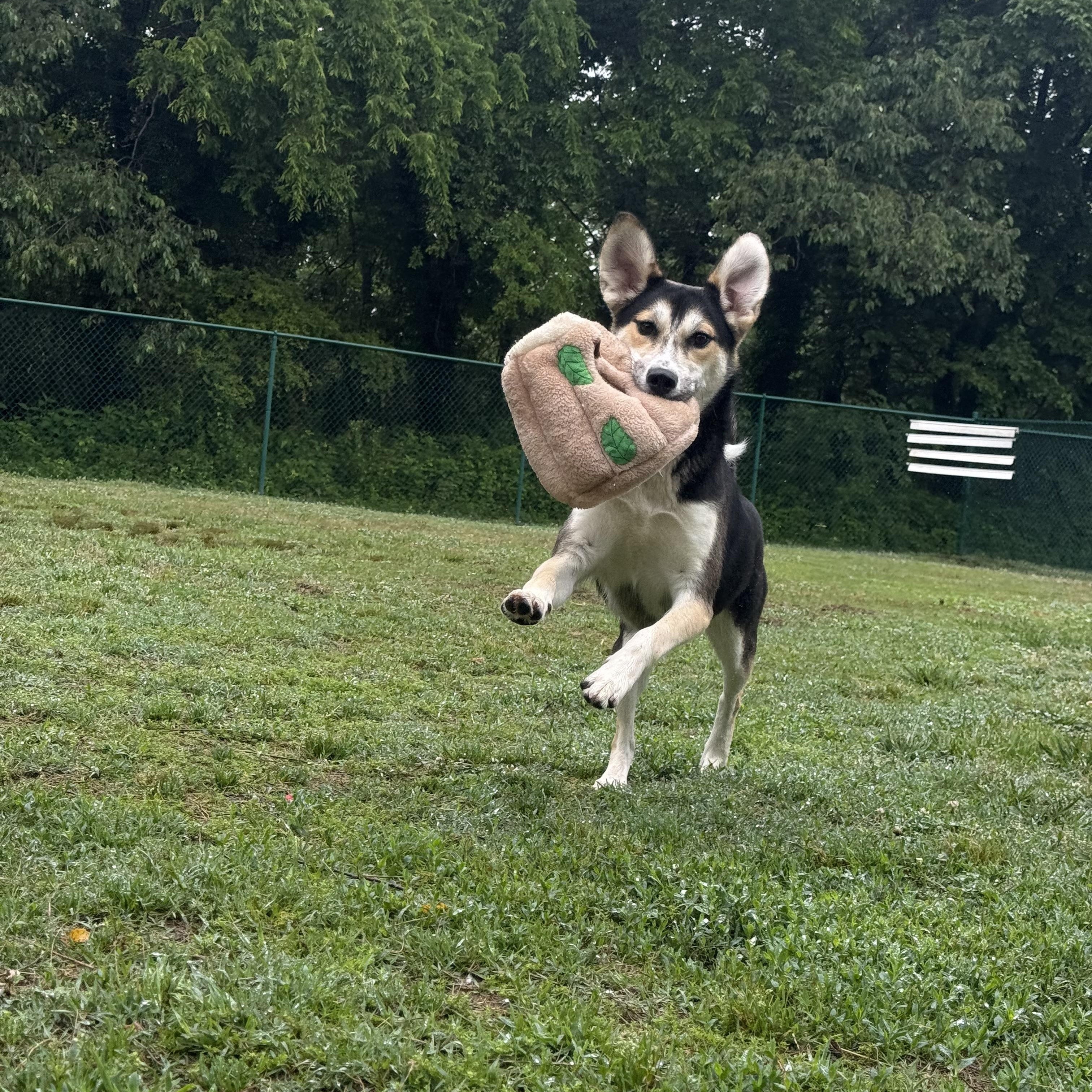 Theodore (Theo), a Adoptable mixed breed in Saluda, VA image 3/3