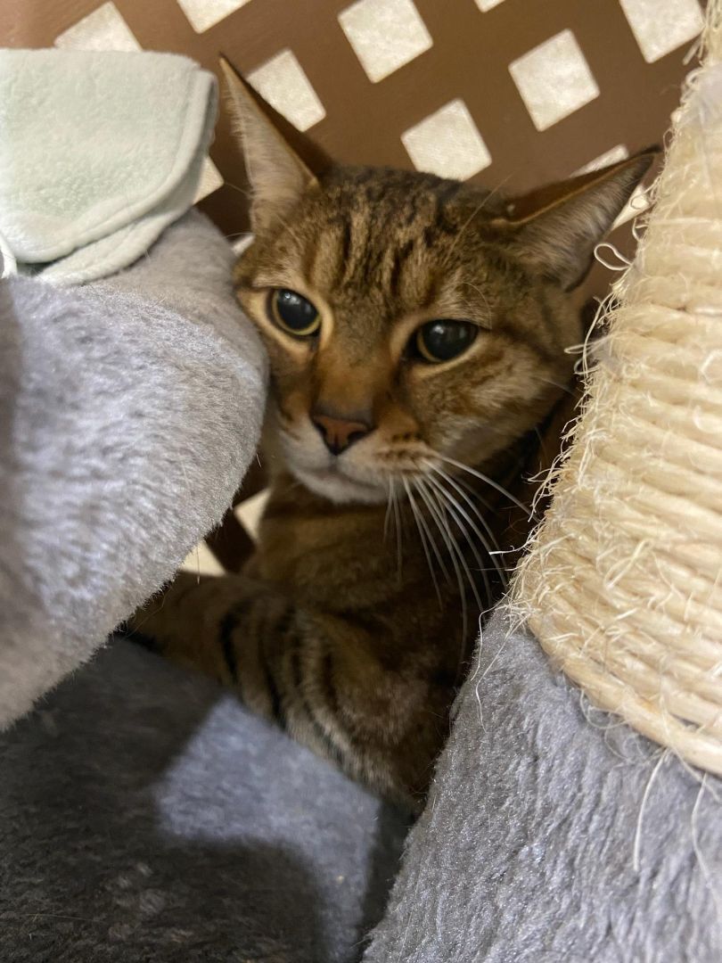 Enlarge Tyler, a Adoptable Tabby in Chicago, IL image 2/2