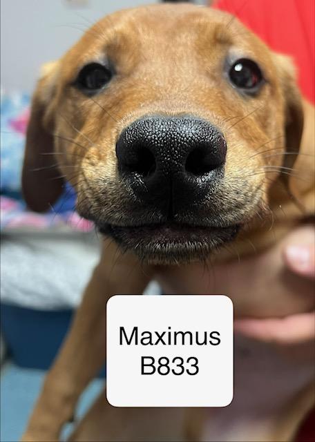 Enlarge Maximus, an adopted mixed breed in Morganton, NC image 1/1