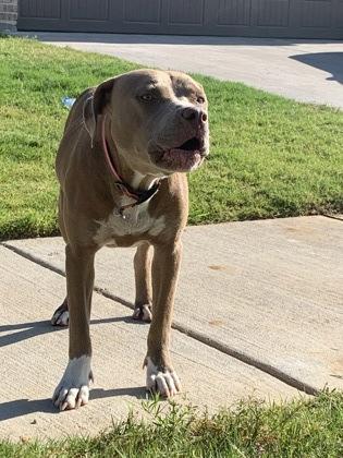 Spirit, Adoptable, Adult Female Pit Bull Terrier & Mixed Breed.