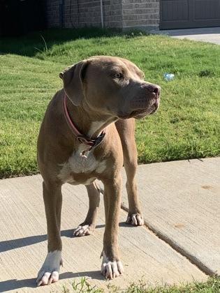 Spirit, Adoptable, Adult Female Pit Bull Terrier & Mixed Breed.