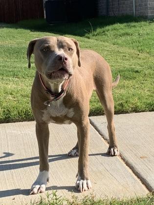 Enlarge Spirit, a Adoptable mixed breed in Fort Worth, TX image 3/3