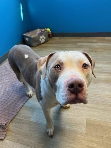 Enlarge Gambino, a ADOPTABLE mixed breed in Shelbyville, IN image 1/2