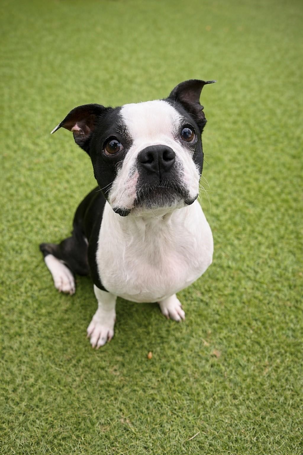 Riley, ADOPTABLE, Young Male Boston Terrier.