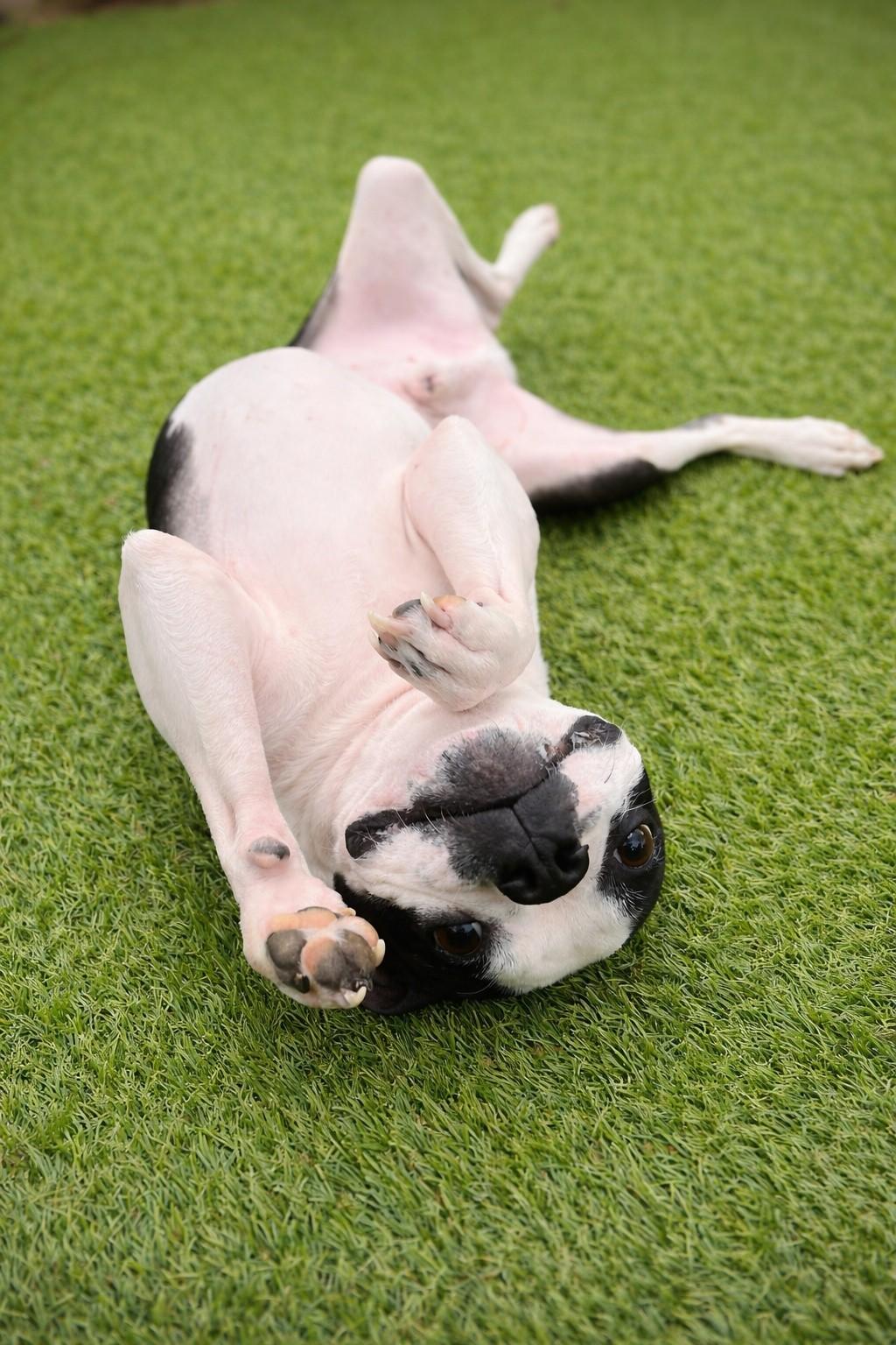 Enlarge Riley, a ADOPTABLE Boston Terrier in Cochran, GA image 2/2