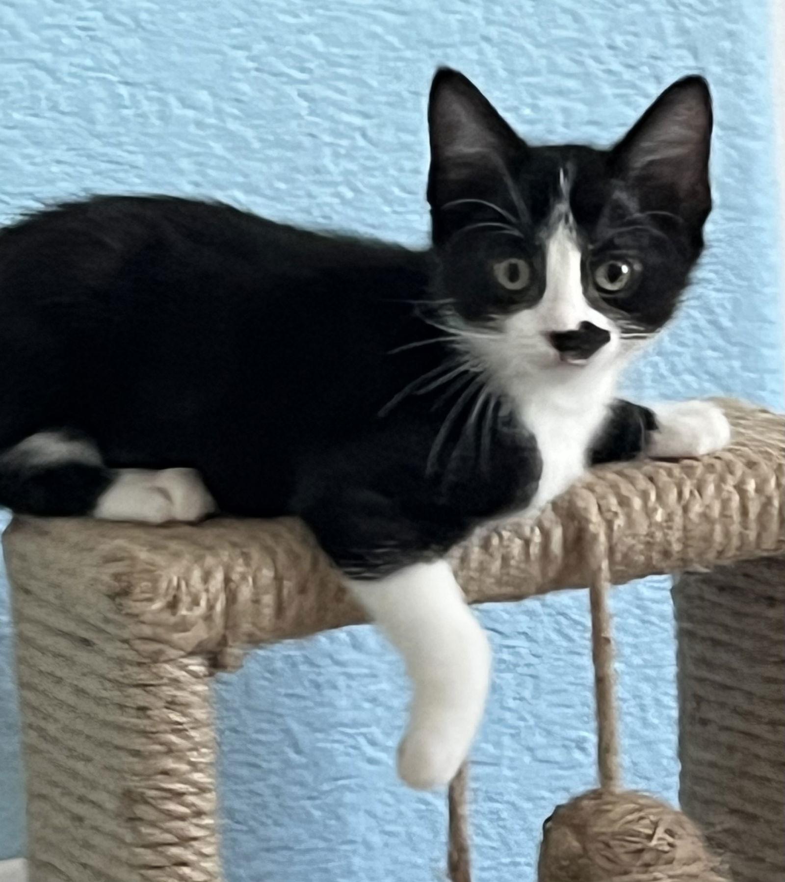 Enlarge Checkers (bonded with Smudge), a Adopted Domestic Short Hair in Antioch, CA image 1/1