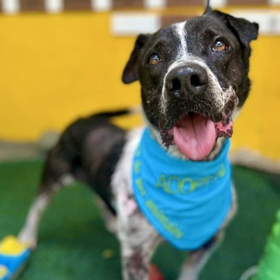 Enlarge Terry, an adoptable mixed breed in Punta Santiago, PR image 2/5