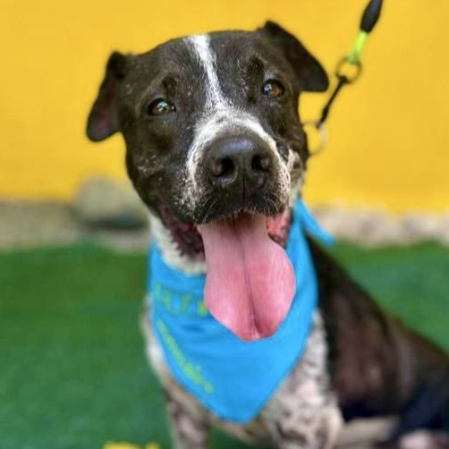 Enlarge Terry, an adoptable mixed breed in Punta Santiago, PR image 3/5