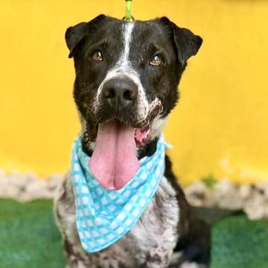 Enlarge Terry, an adoptable mixed breed in Punta Santiago, PR image 1/5