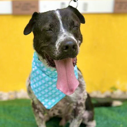 Enlarge Terry, an adoptable mixed breed in Punta Santiago, PR image 5/5