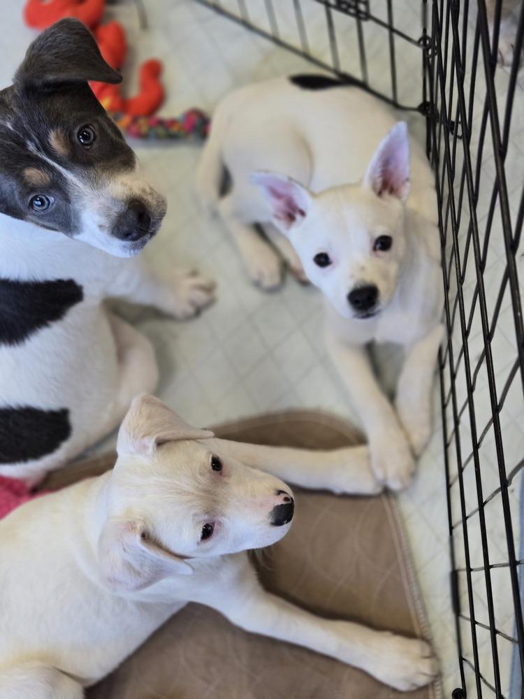 Trout, a Adoptable mixed breed in Bend, OR image 3/6