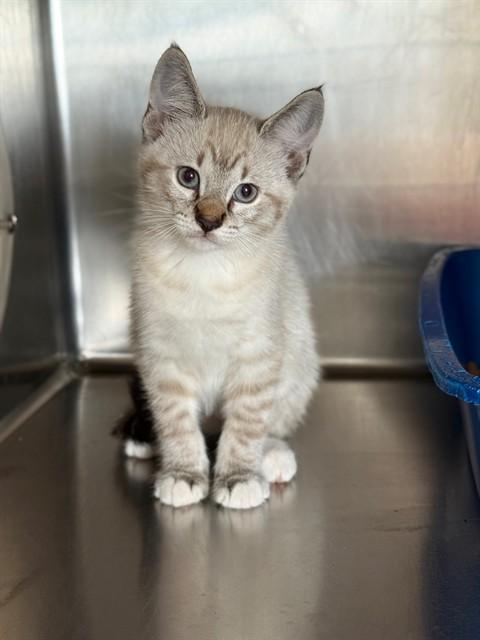 ROLLO, Adoptable, Kitten Male Domestic Short Hair.