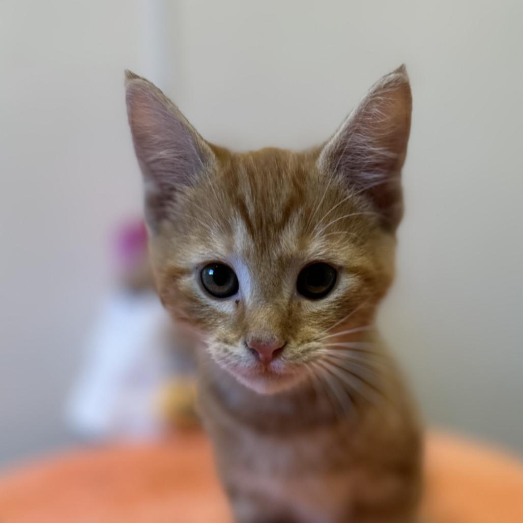 Enlarge Zero, a Adoptable Domestic Short Hair in Washington Township, OH image 1/2