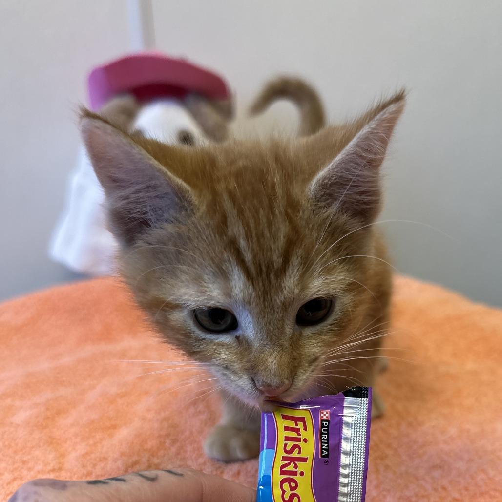 Enlarge Zero, a Adoptable Domestic Short Hair in Washington Township, OH image 2/2