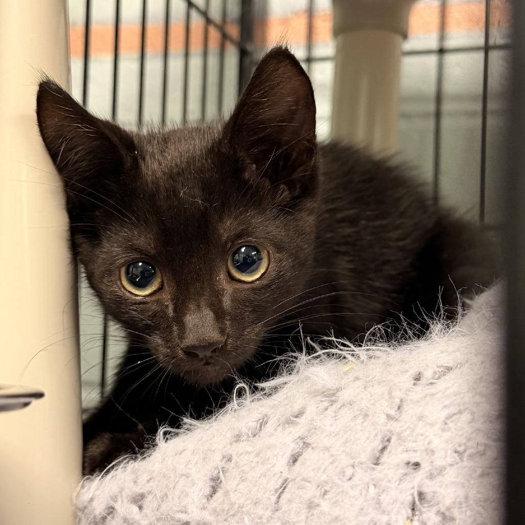 Jerry, Adoptable, Kitten Male Domestic Short Hair.