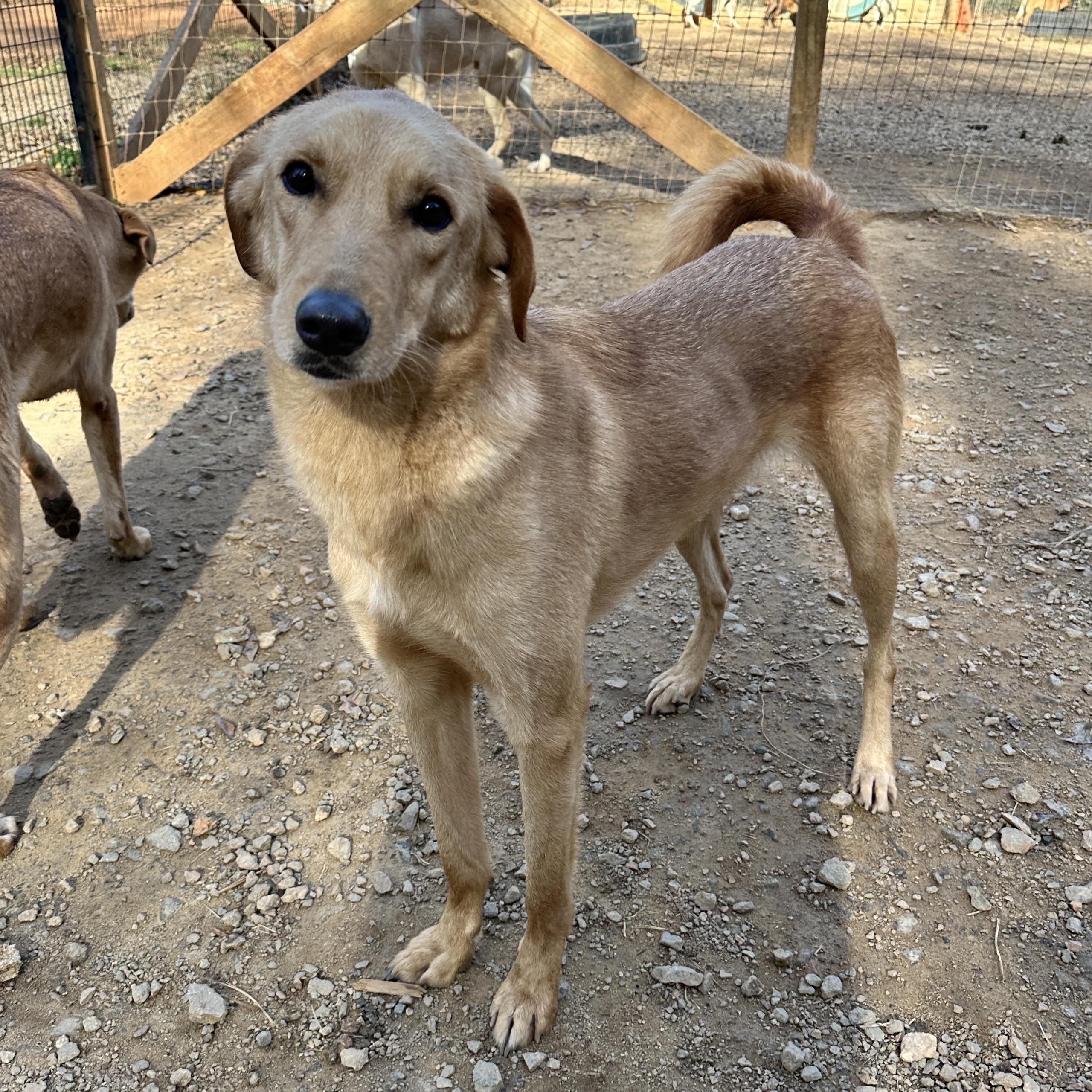 Draco — thumbnail 2