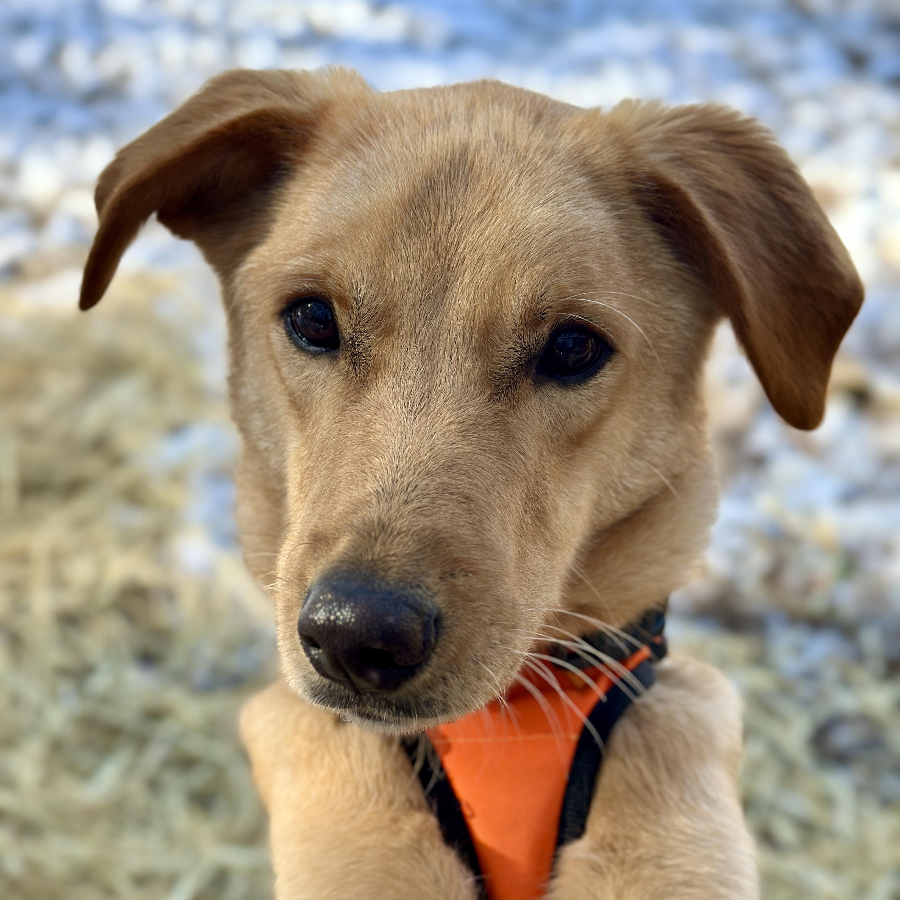 Draco — thumbnail 3