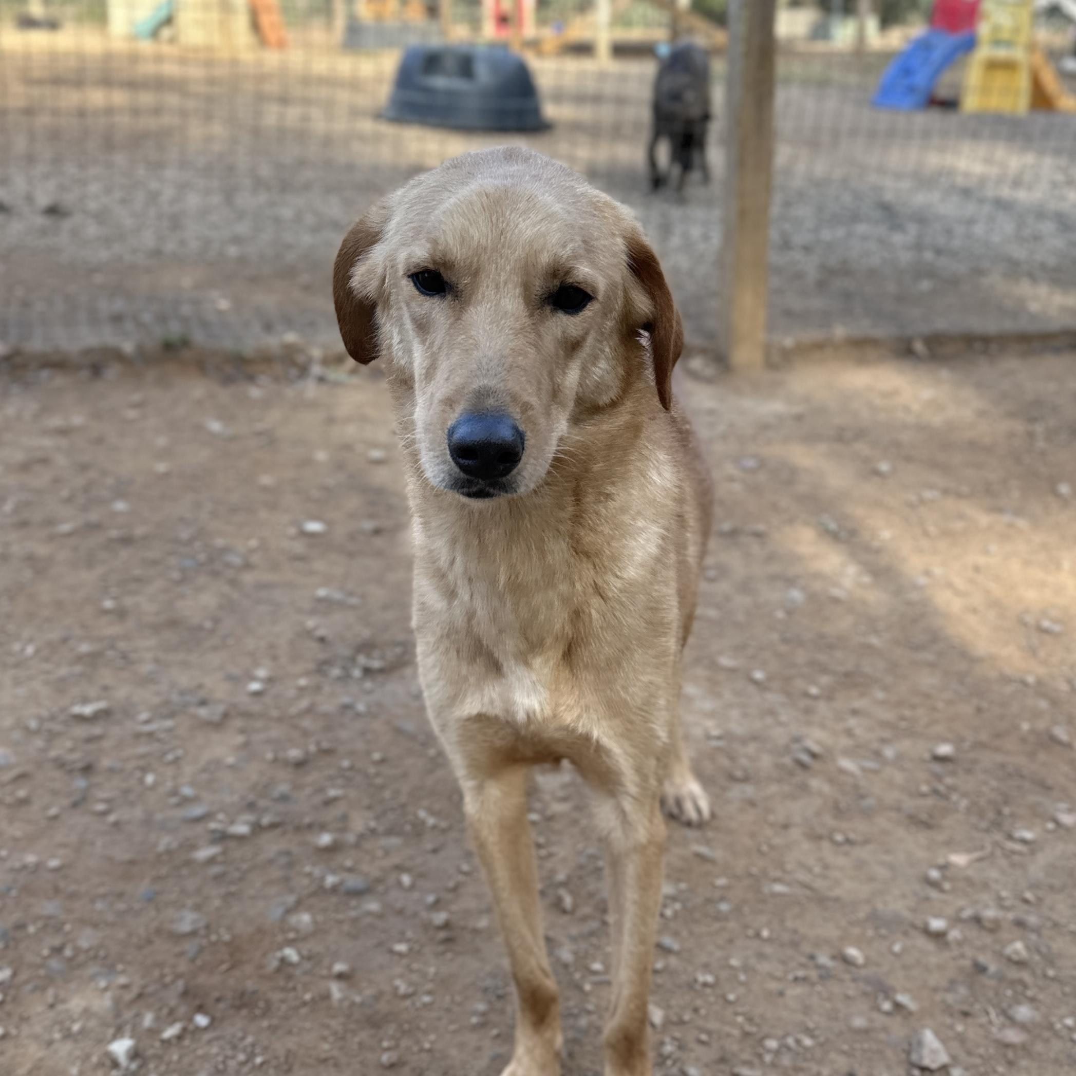 Draco — thumbnail 6