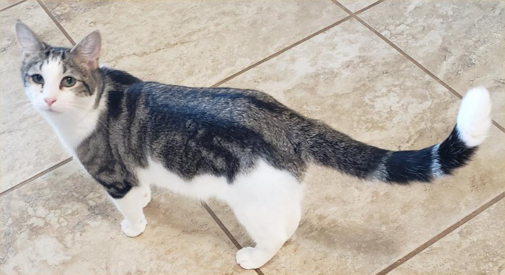 Zeta, Adoptable, Young Male Tabby.