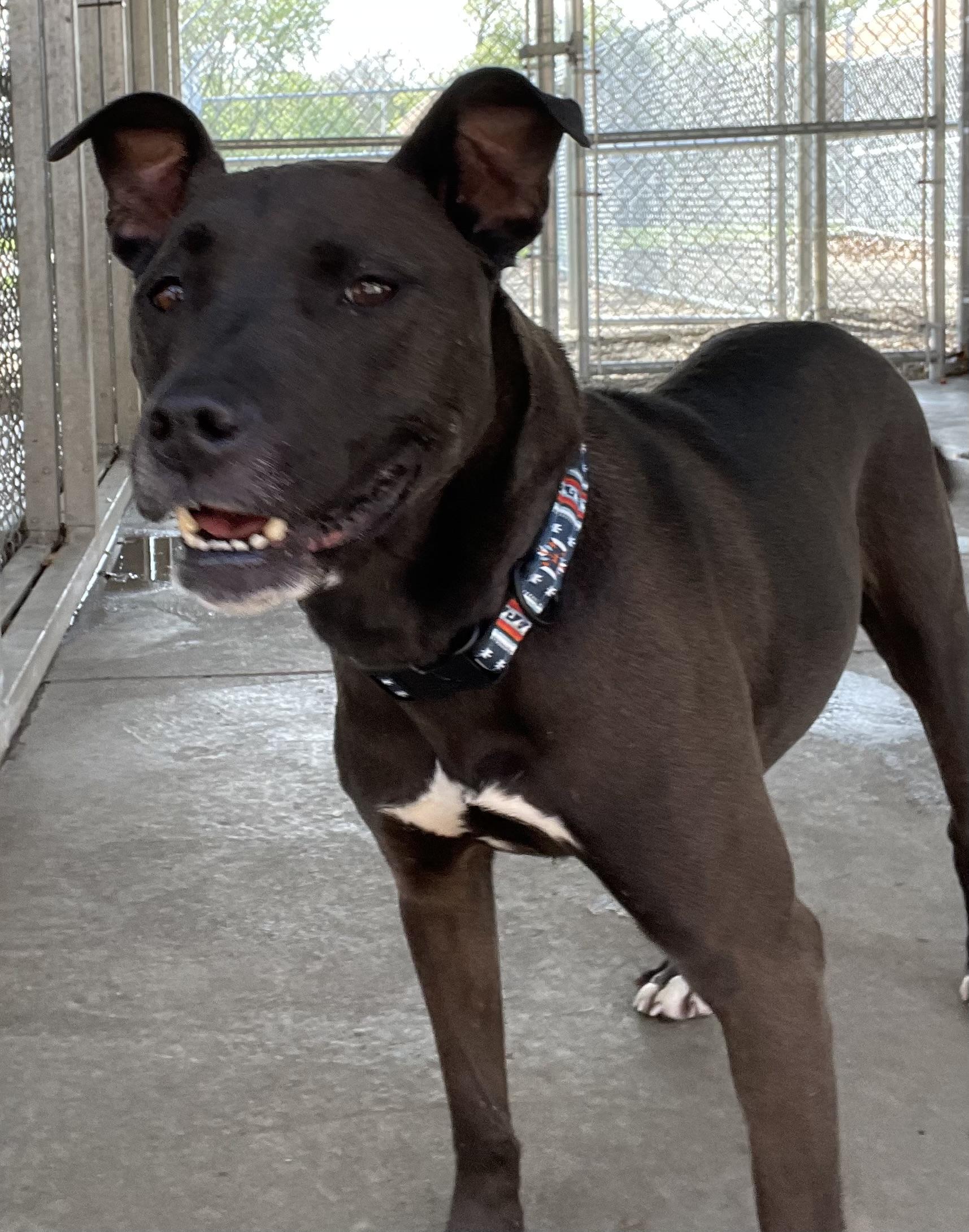 Carnation AVAILABLE, ADOPTABLE, Adult Female American Staffordshire Terrier.