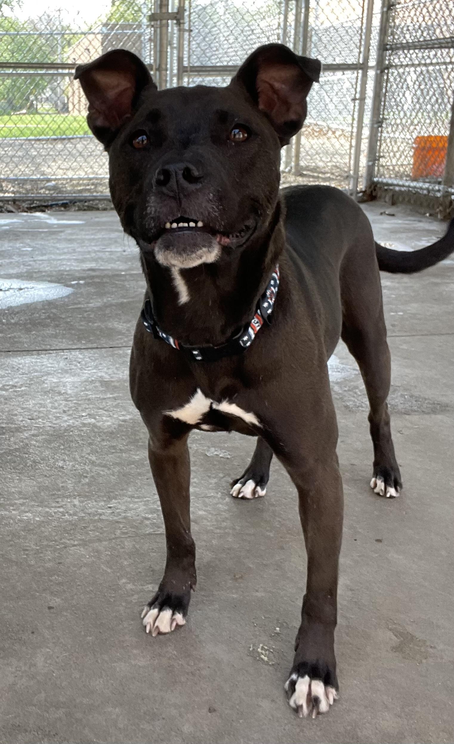 Carnation AVAILABLE, a ADOPTABLE American Staffordshire Terrier in Canton, OH image 4/5