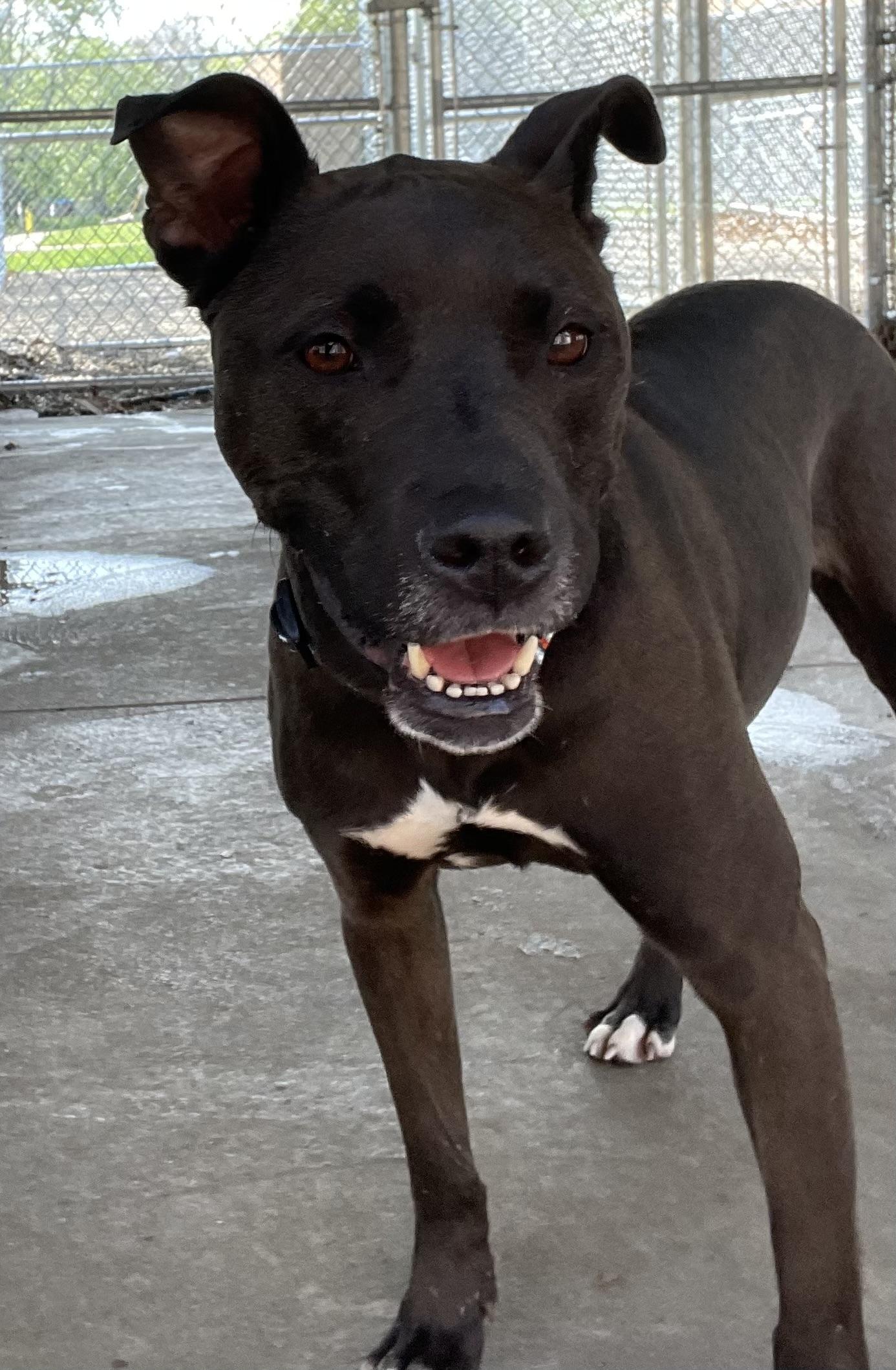 Carnation AVAILABLE, a ADOPTABLE American Staffordshire Terrier in Canton, OH image 2/5