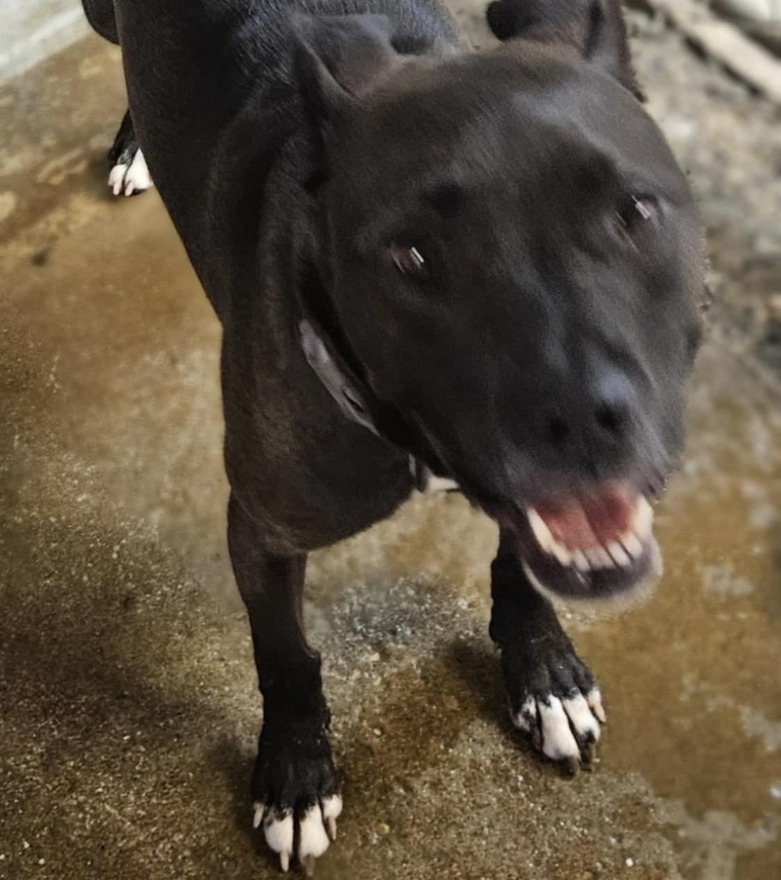 Carnation AVAILABLE, a ADOPTABLE American Staffordshire Terrier in Canton, OH image 5/5