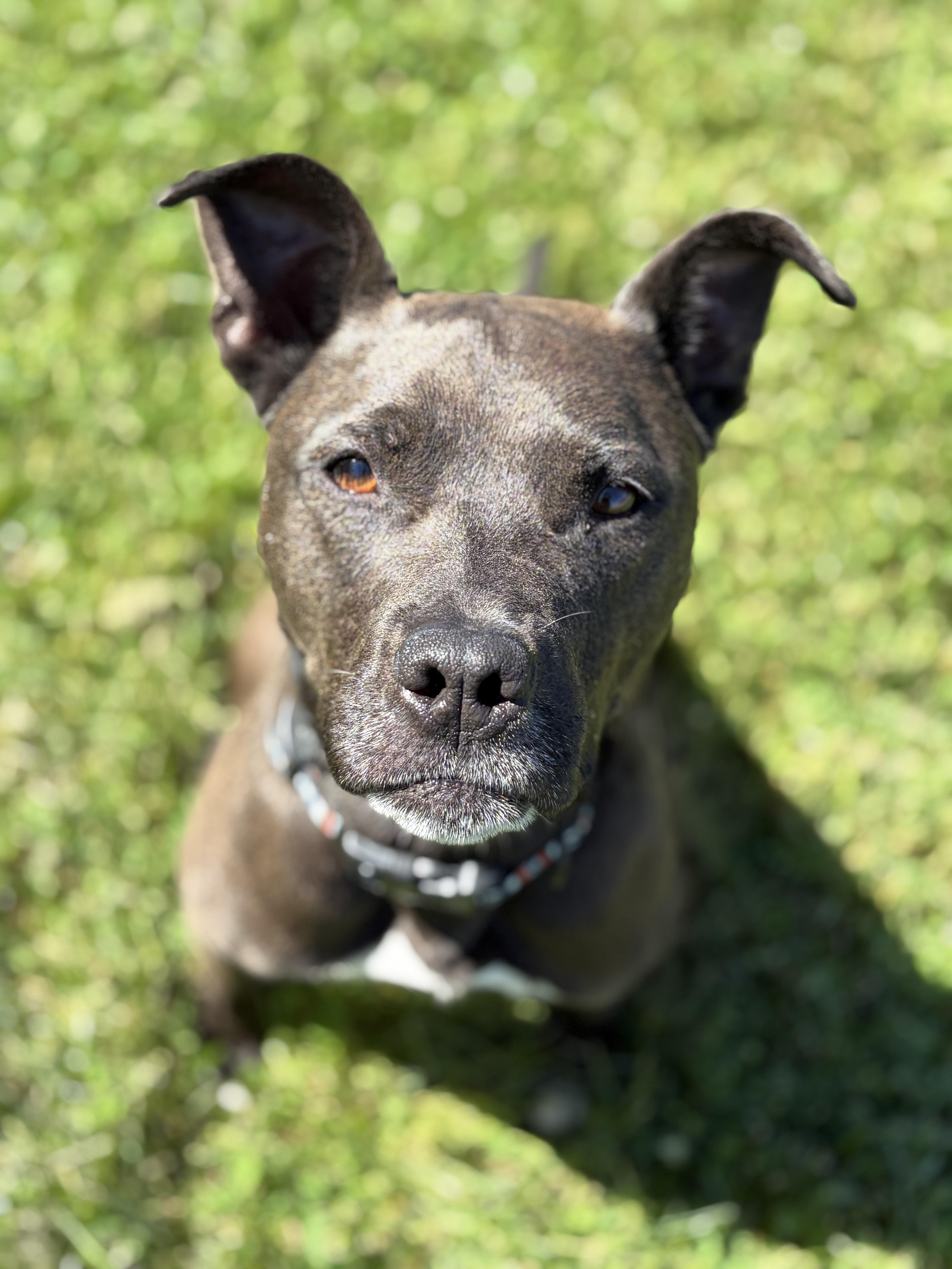 Carnation AVAILABLE, a ADOPTABLE American Staffordshire Terrier in Canton, OH image 1/5