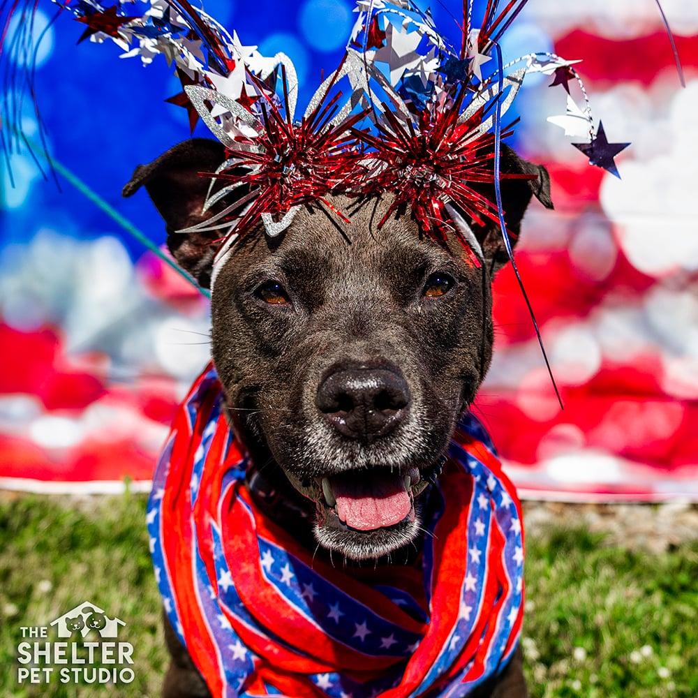 Carnation AVAILABLE, ADOPTABLE, Adult Female American Staffordshire Terrier.