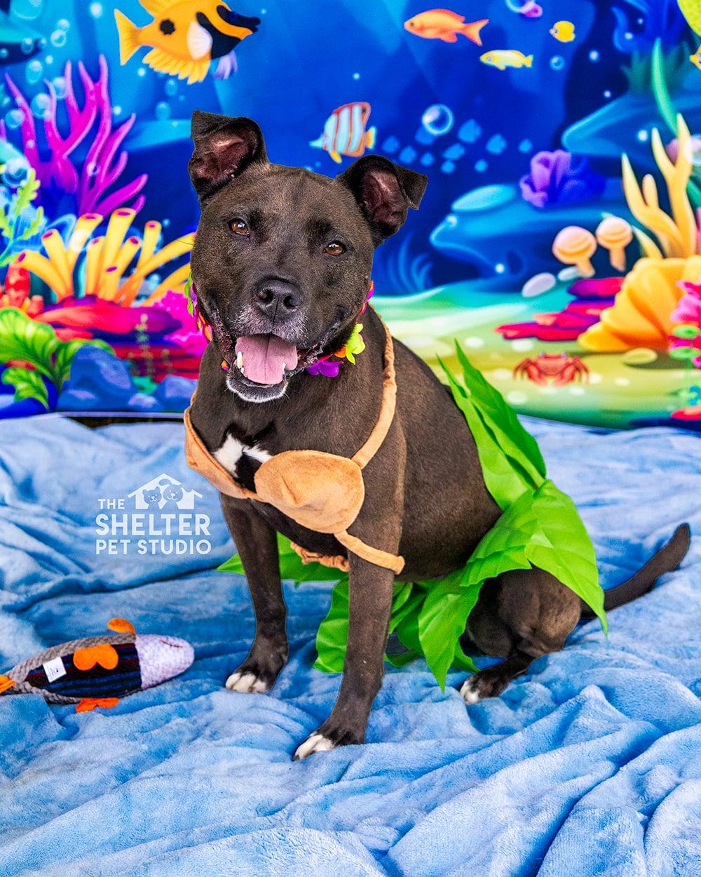 Carnation AVAILABLE, a ADOPTABLE American Staffordshire Terrier in Canton, OH image 1/6