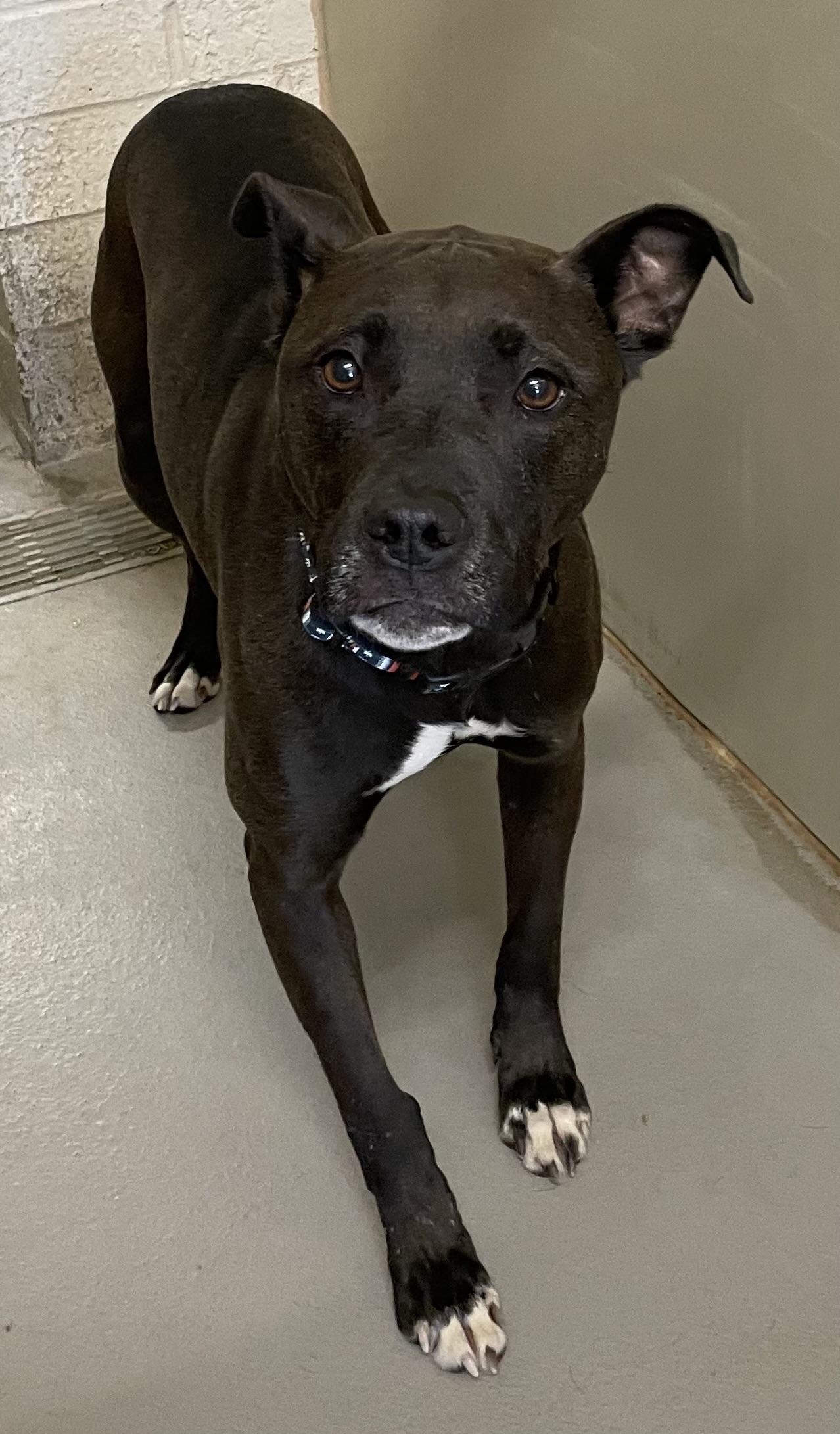 Carnation AVAILABLE, a ADOPTABLE American Staffordshire Terrier in Canton, OH image 3/5