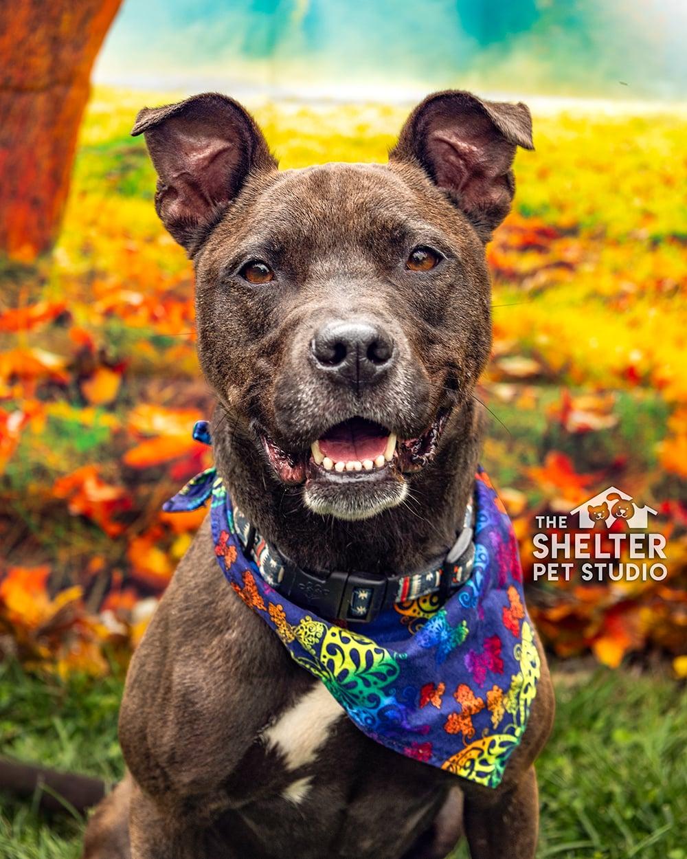 Carnation AVAILABLE, Adoptable, Adult Female American Staffordshire Terrier.