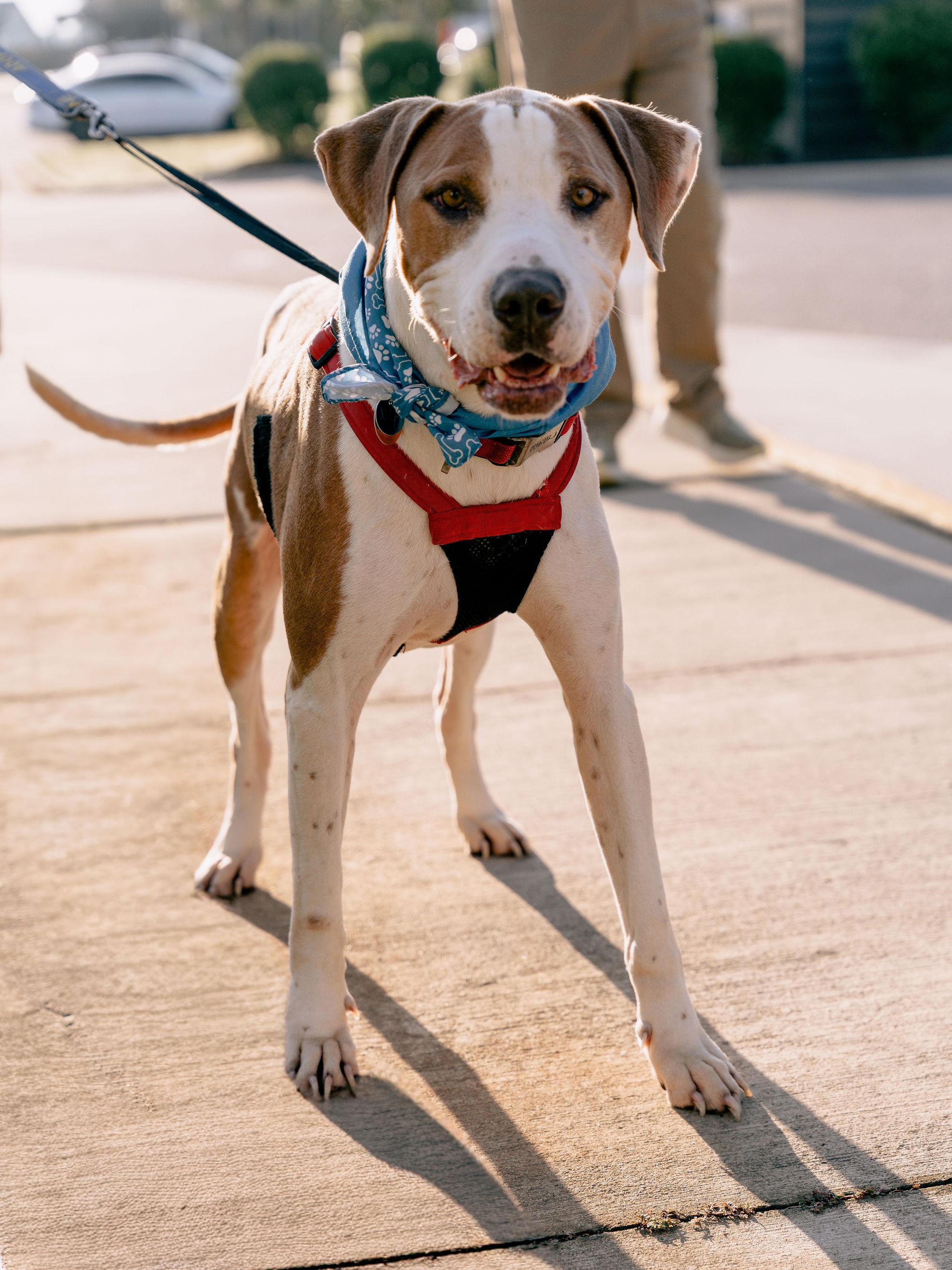 Jebediah, Adoptable, Adult Male Hound & Pointer.