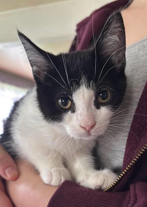 Adalind, ADOPTABLE, Kitten Female Domestic Short Hair.