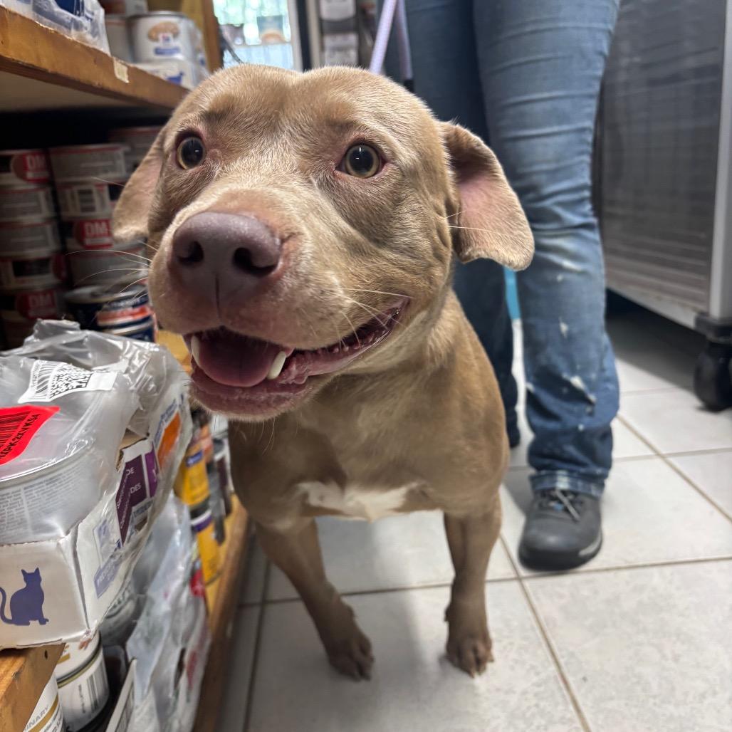 Malik Tillman, Adoptable, Young Male Pit Bull Terrier.