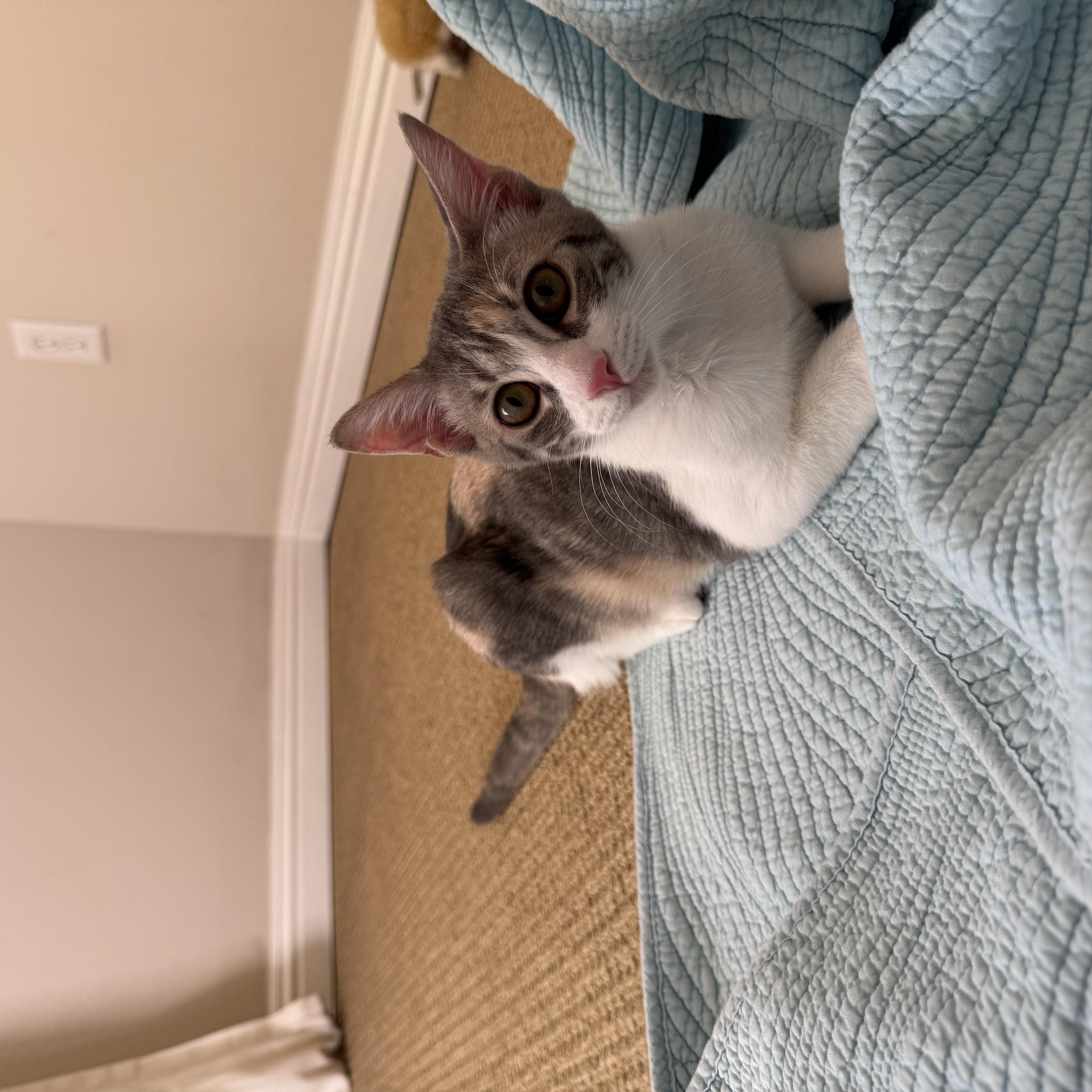 Lois Lane, a Adoptable Domestic Short Hair in Los Angeles, CA image 2/6