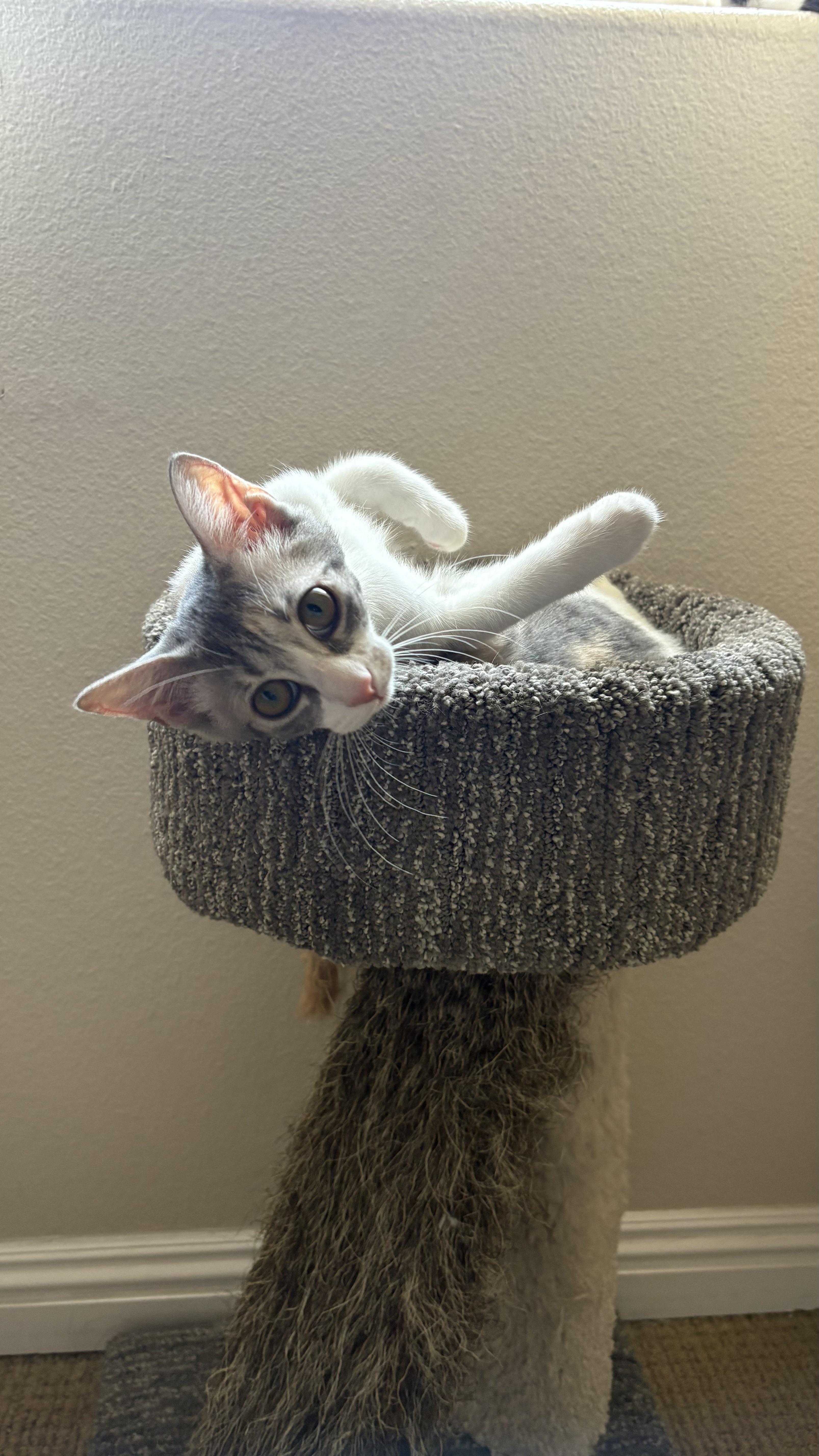 Lois Lane, a Adoptable Domestic Short Hair in Los Angeles, CA image 3/6