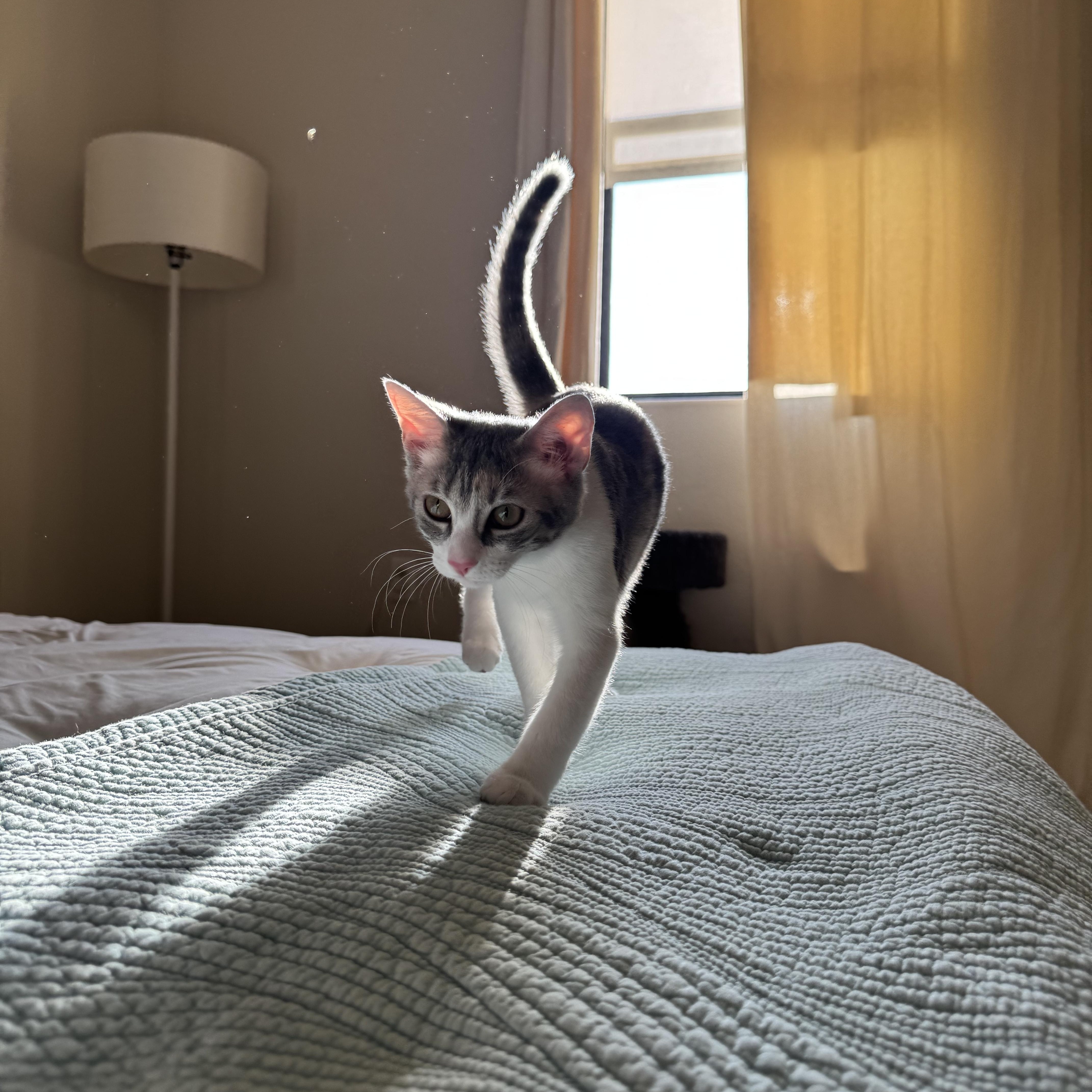 Lois Lane, a Adoptable Domestic Short Hair in Los Angeles, CA image 4/6