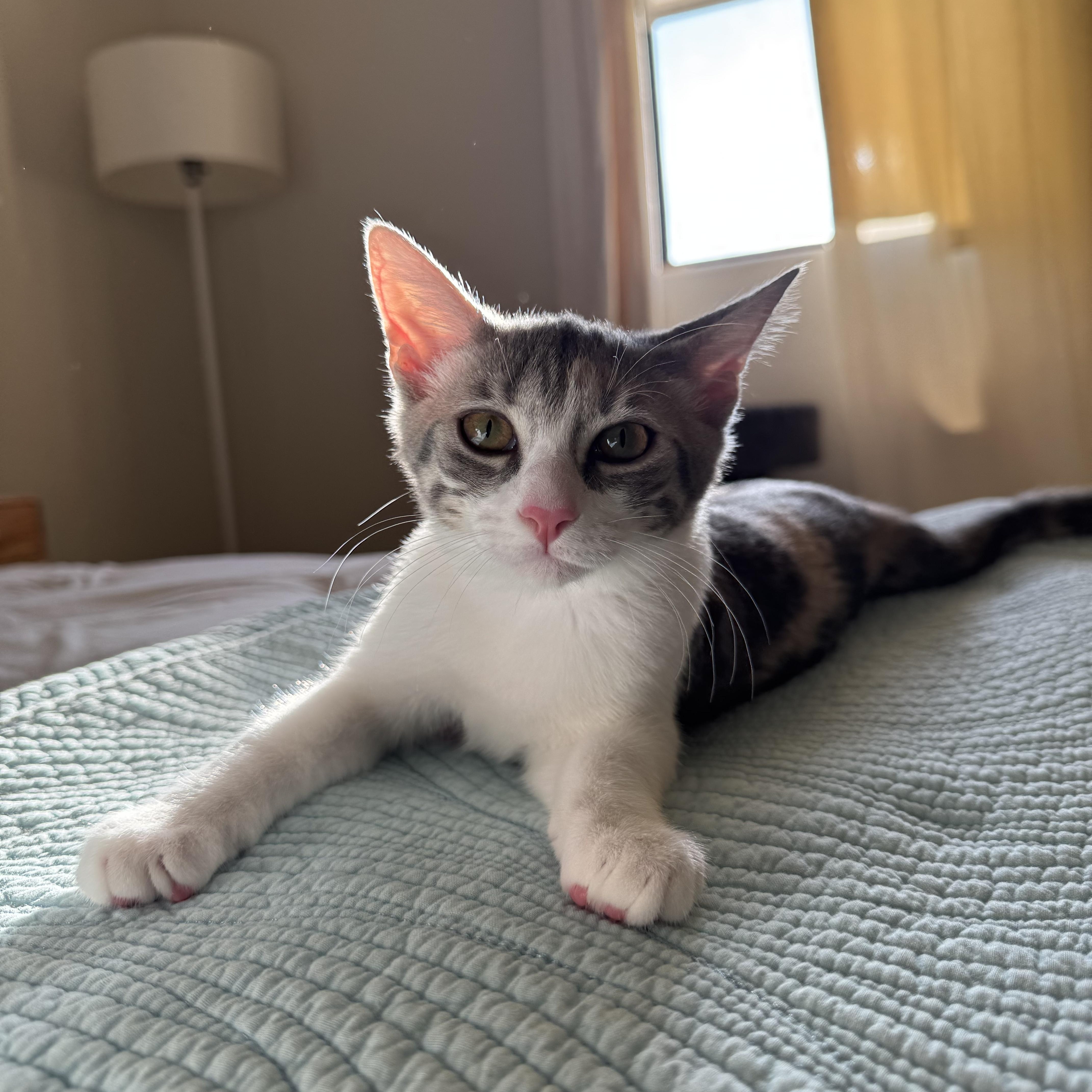 Lois Lane, a Adoptable Domestic Short Hair in Los Angeles, CA image 5/6