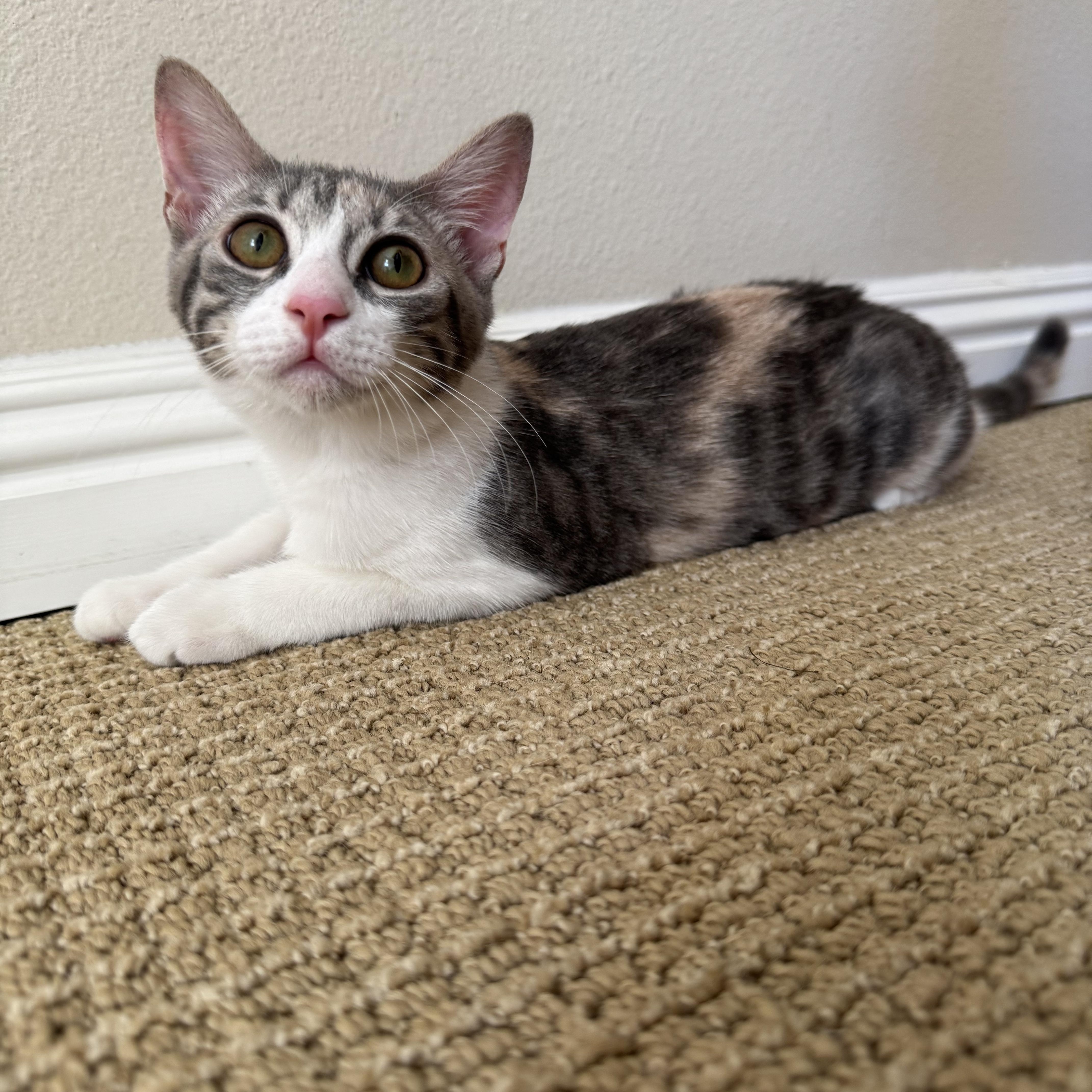 Lois Lane, Adoptable, Young Female Domestic Short Hair.