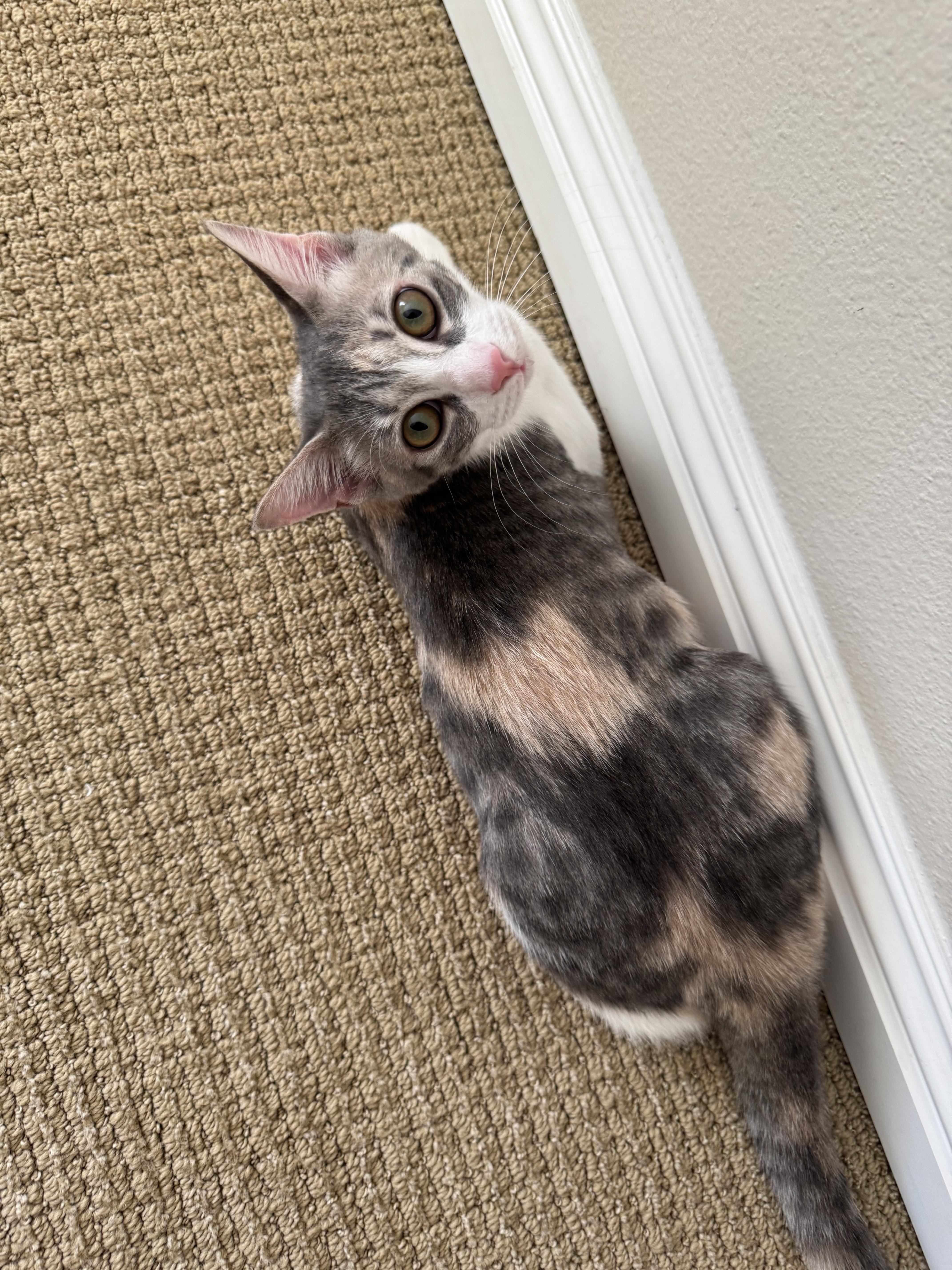 Lois Lane, a Adoptable Domestic Short Hair in Los Angeles, CA image 6/6