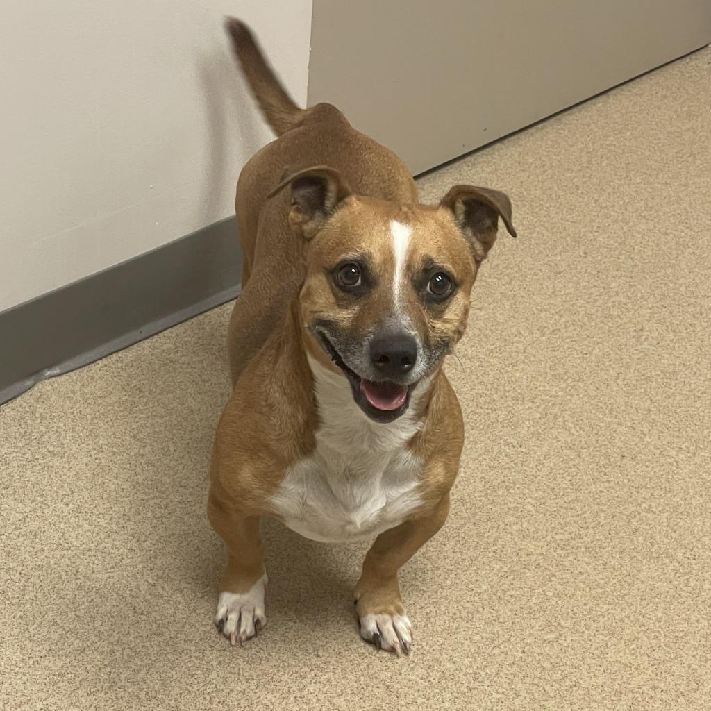 FritoPie, Adoptable, Adult Male Dachshund & Mixed Breed.