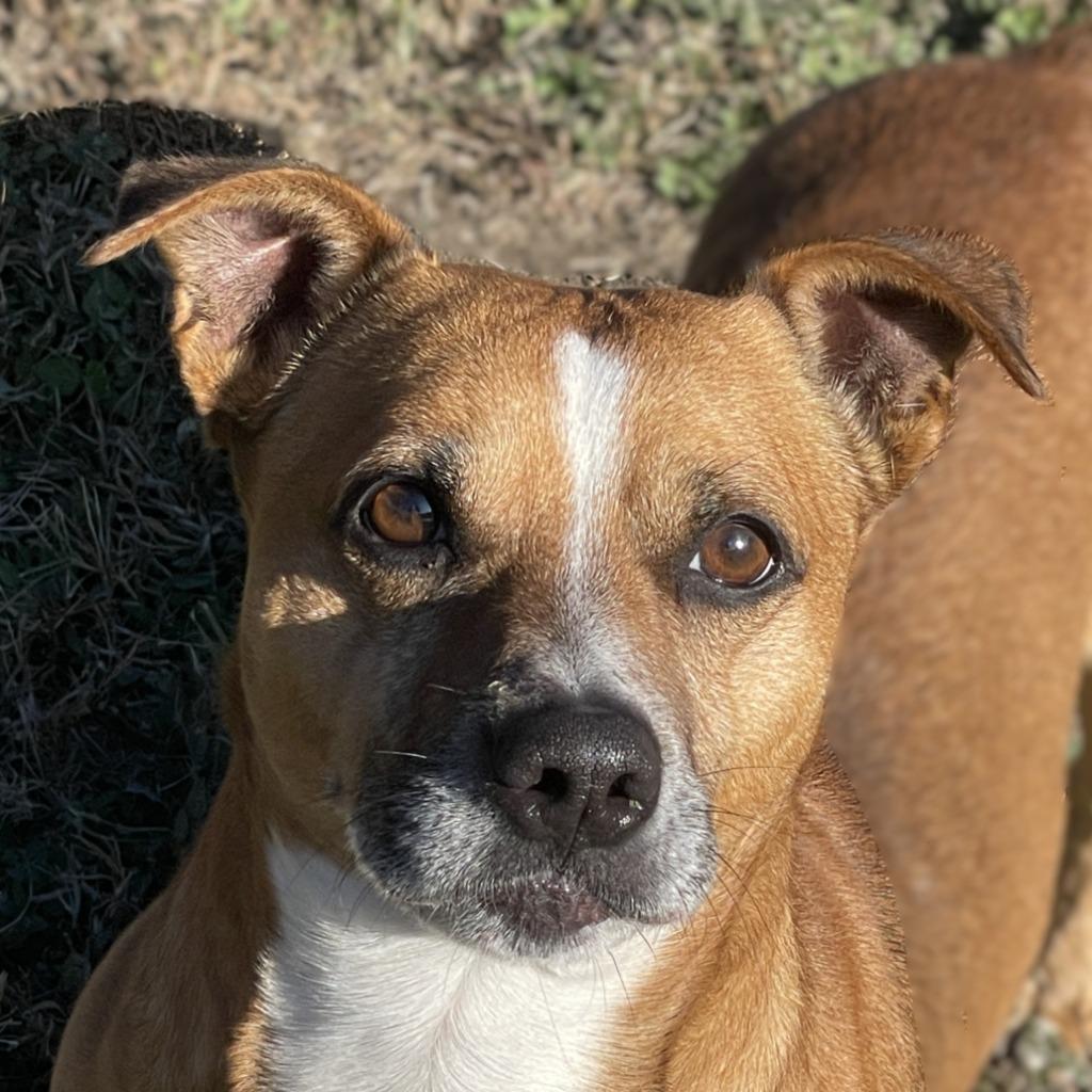 FritoPie, Adoptable, Adult Male Dachshund & Mixed Breed.