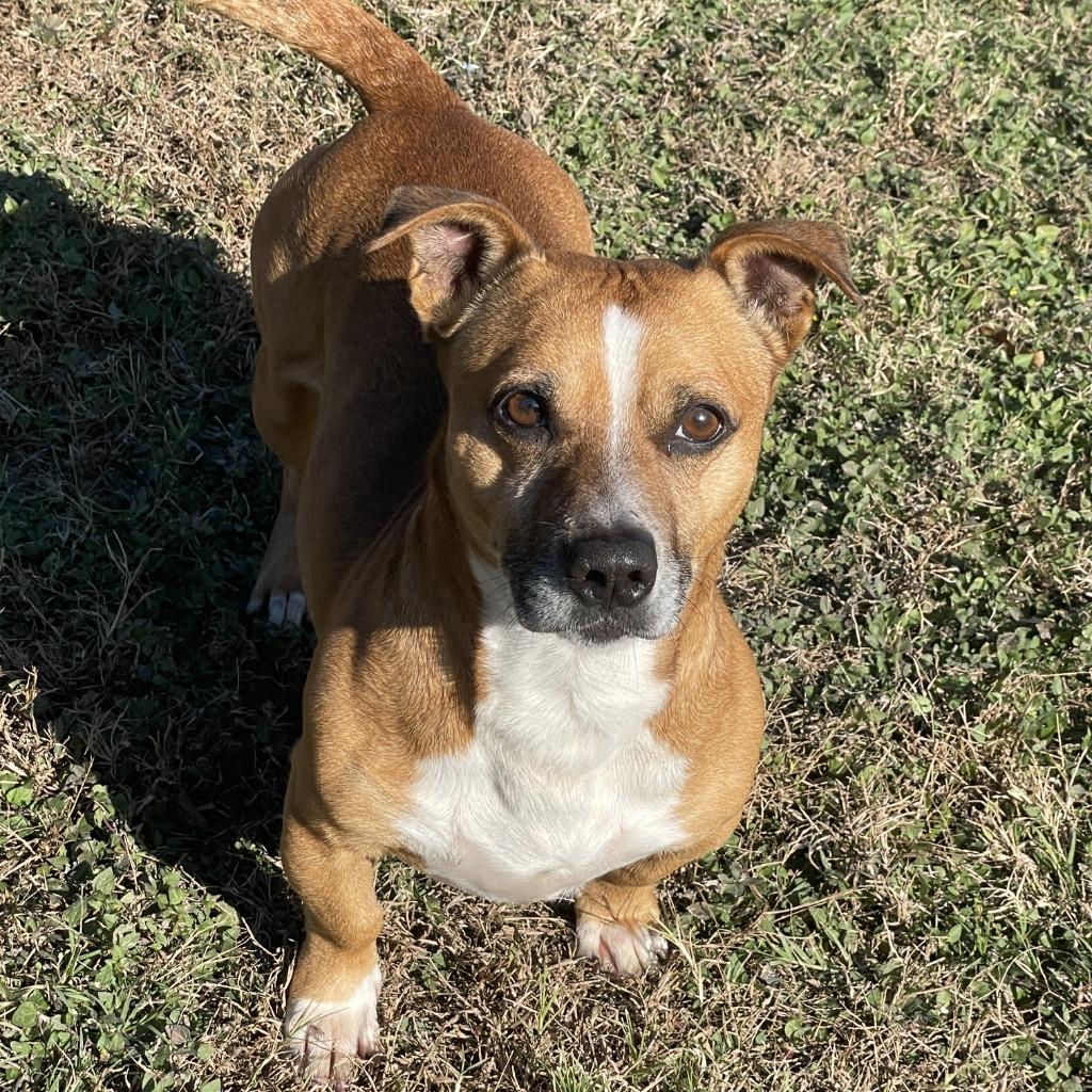 FritoPie, a Adoptable mixed breed in Brenham, TX image 5/6