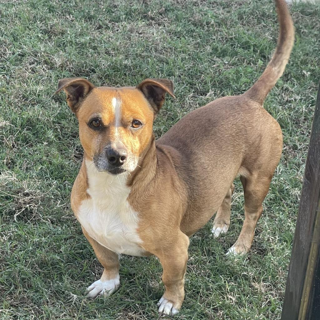 Enlarge FritoPie, a Adoptable mixed breed in Brenham, TX image 3/6