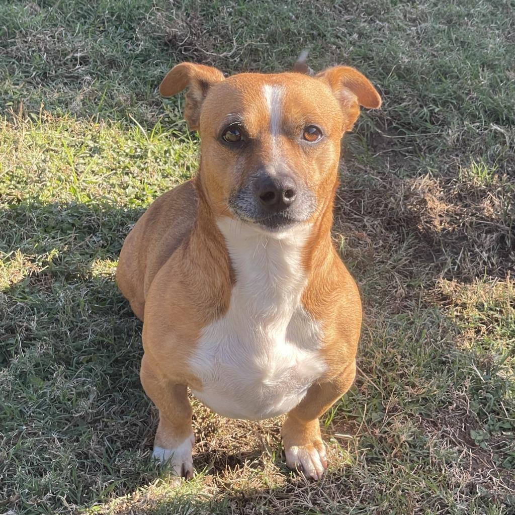 Enlarge FritoPie, a Adoptable mixed breed in Brenham, TX image 5/6