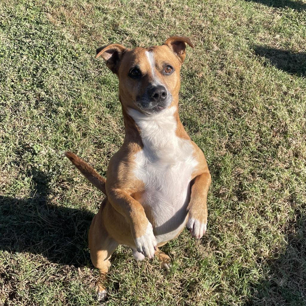 FritoPie, a Adoptable mixed breed in Brenham, TX image 6/6