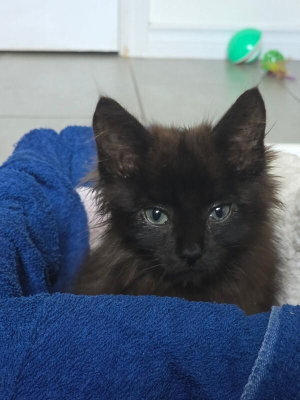 Enlarge Shaw, a Adoptable Domestic Long Hair in Athens, ON image 1/1